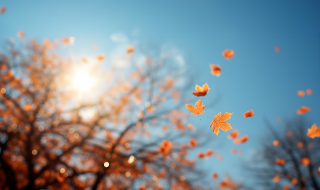 Falling autumn leaves in colorful skyBeautiful autumn landscape with yellow trees and sun Colorful