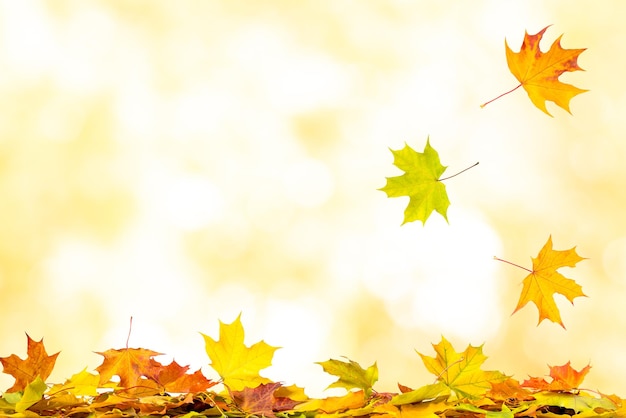 Falling autumn maple leaves natural background