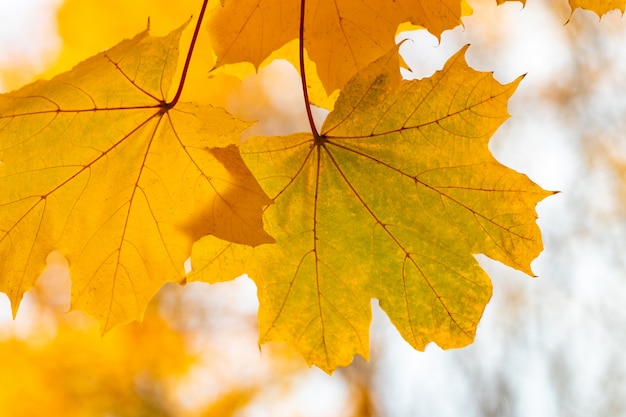 Falling autumn maple leaves natural.