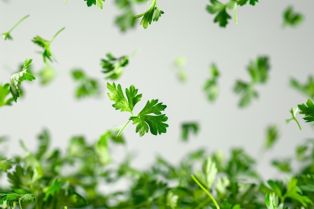 Falling Fresh Parsley Leaves