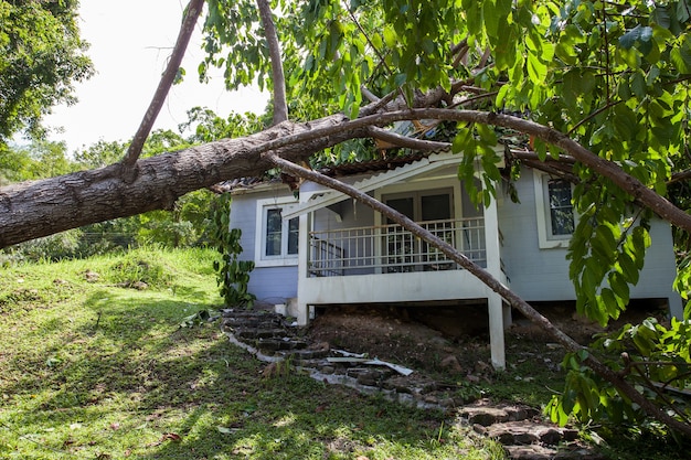 falling tree after hard storm on damage house