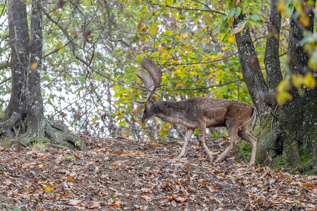 Fallow deer in love season