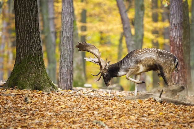 Fallow deer marking territory in color forest in autumn