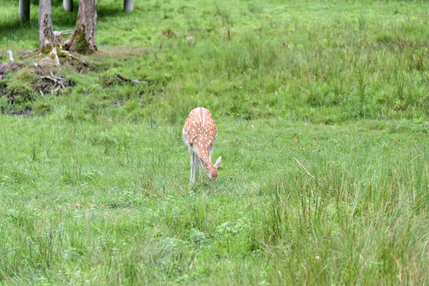 Fallow deer during the rutting season