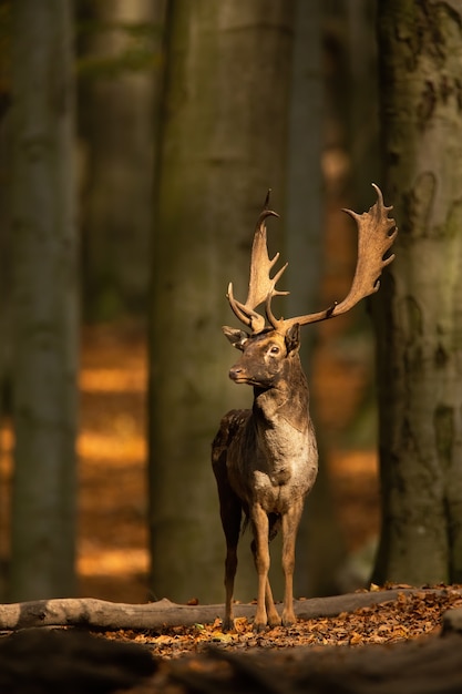 Fallow deer stag standing in forest in autumn nature.