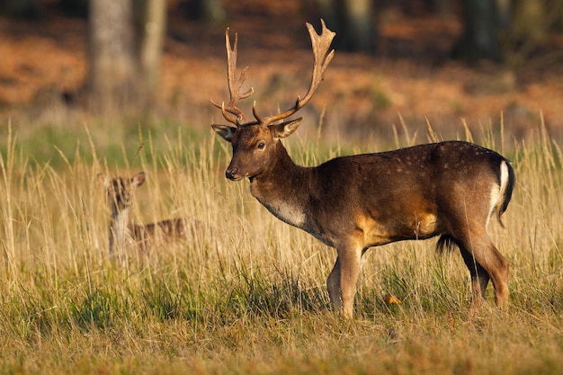 Fallow deer standing on meadow with cub hiding in long grass