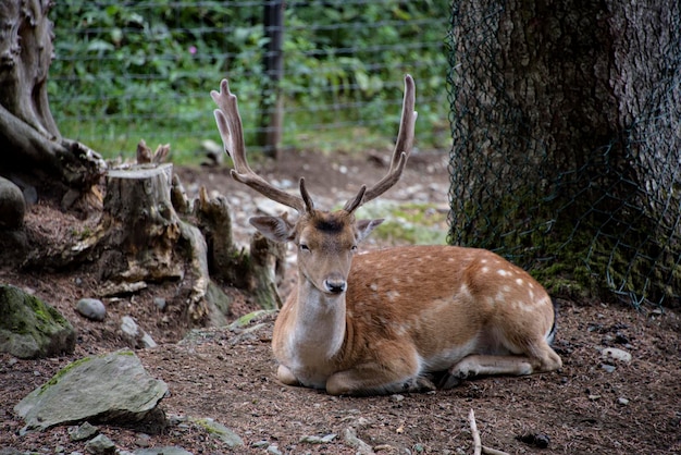 Fallow deers in La Garrotxa Girona Pyrenees Spain Europe