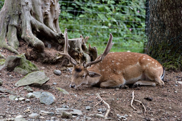 Fallow deers in La Garrotxa Girona Pyrenees Spain Europe