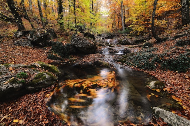 Falls in the autumn forest