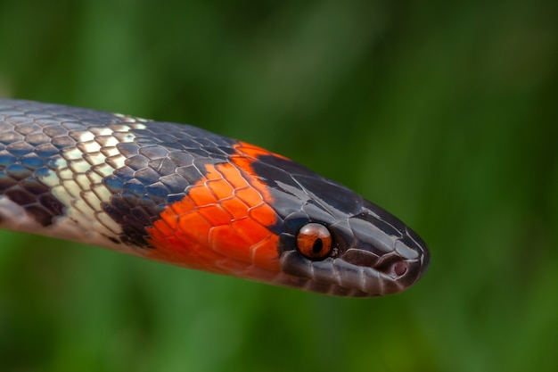 False Coral Snake Oxyrhopus guibei