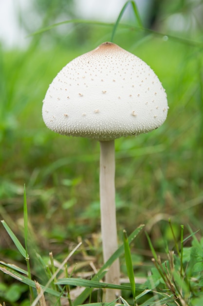 False parasol, Green-spored parasol or Chlorophyllum molybdites. White mushroom on green grass field