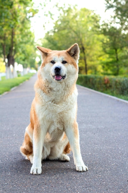 Famale purebred Japanese dog Akita inu