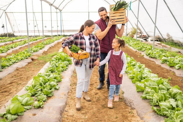 Family agriculture and farmer parents girl and organic vegetable produce in a greenhouse in spring Happy mother father and child carrying box of vegetables on farming business or nutrition garden