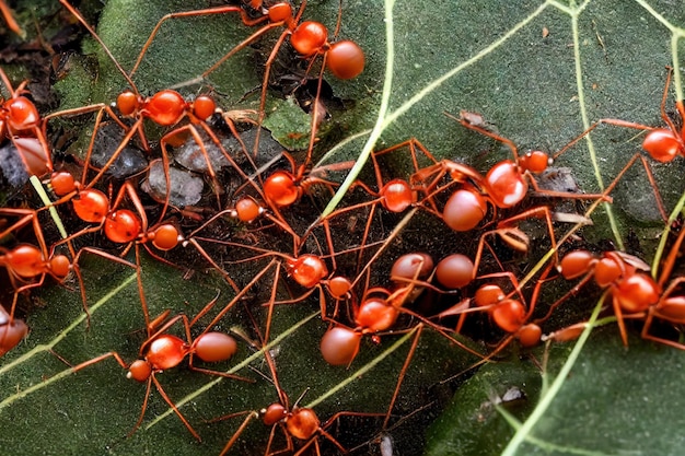 Family of ants lurking in foliage in search of food