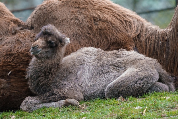 Family of Bactrian camel with cub Camelus bactrianus Also known as the Mongolian camel