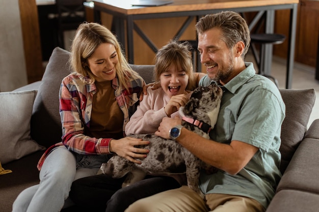 Family bonding time with playful french bulldog pup in cozy living room