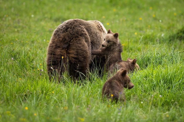 Family brown bear playing on meadow in summer nature