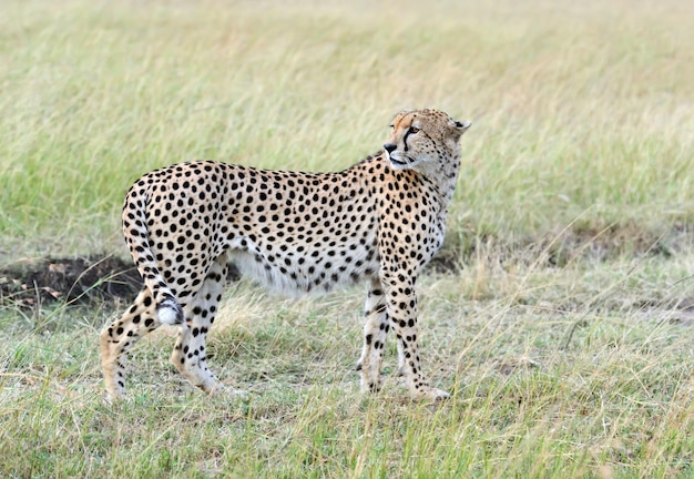 Family Cheetah Masai Mara National Park in Kenya