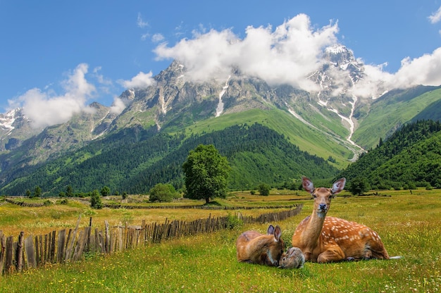 A family of deer, mother and baby are playing with a rabbit on alpine meadows Georgia, Europe