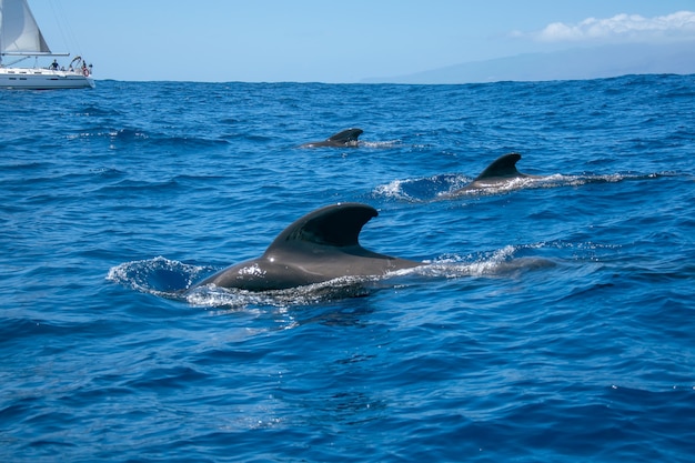  Family dolphins smimming in the blue ocean in Tenerife