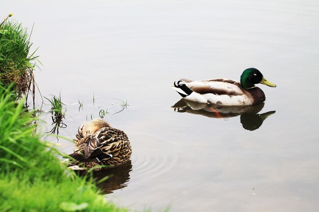 Photo family of ducks resting on the bank of the river during the spring rain