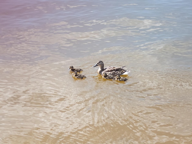 A family of ducks swims on the lake