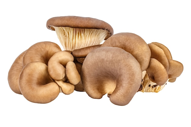 Family of fresh oyster mushrooms isolated on a white background. Pleurotus ostreatus mushroom