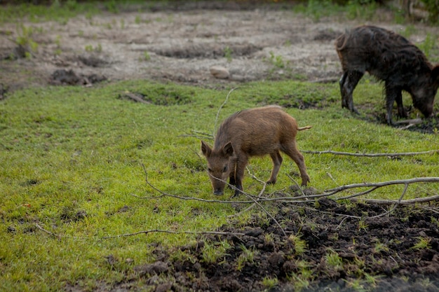 Family Group of Wart Hogs Grazing Eating Grass Food Together