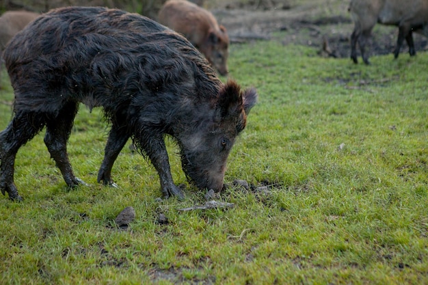 Family Group of Wart Hogs Grazing Eating Grass Food Together