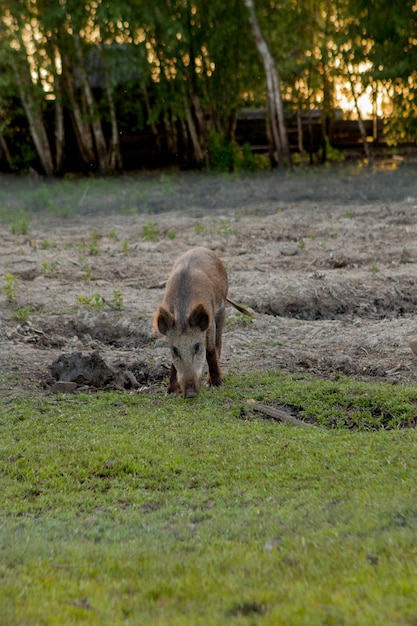 Family Group of Wart Hogs Grazing Eating Grass Food Together