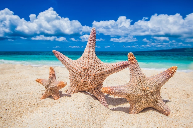 Family holiday concept - sea-stars walking on sand beach against waves