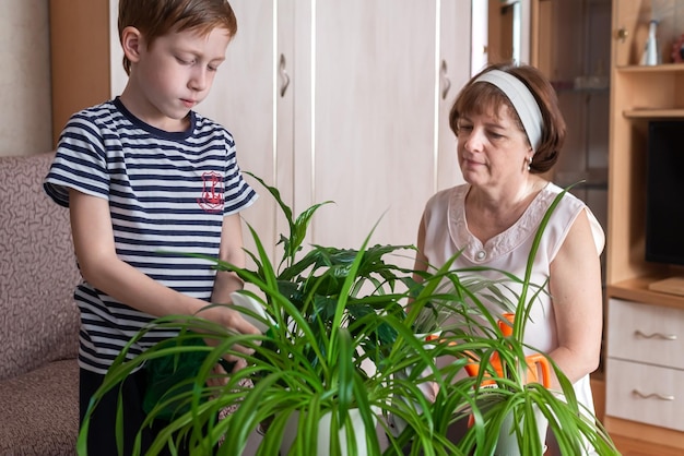 The family is engaged in gardening at home The concept of spring care for home plants and flowers Grandmother and her little grandson redhaired boy 67 years old watering flowers together