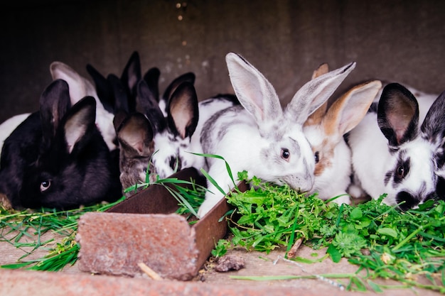 A family of little rabbits in a cage Fluffy rodents Breeding animals on the farm