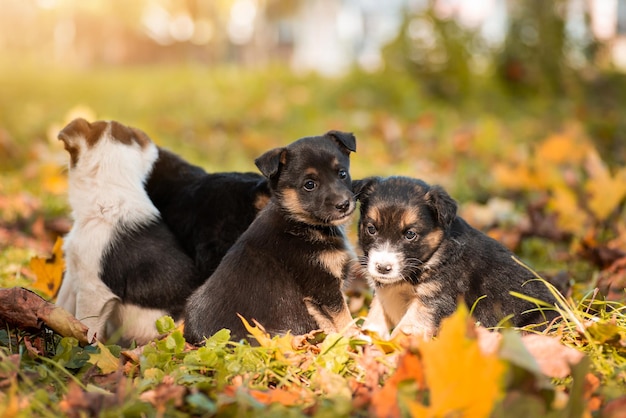 Family of newborn puppies in park