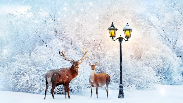 Family of noble deer in a fabulous Christmas forest on a background of snowy trees and a lantern Composite image New Year card