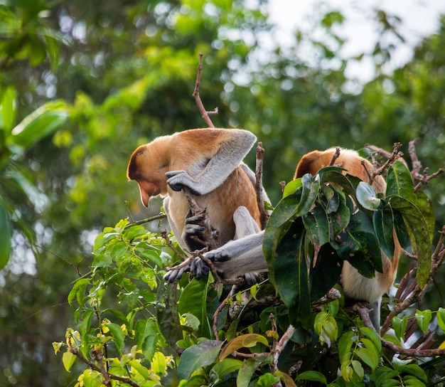 Family of proboscis monkeys are sitting in a tree in the jungle. Indonesia. The island of Borneo.Kalimantan.