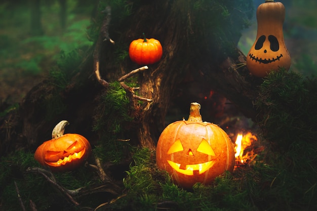 Family of pumpkins jack lantern in the autumn mystical forest. Humor. Halloween background.