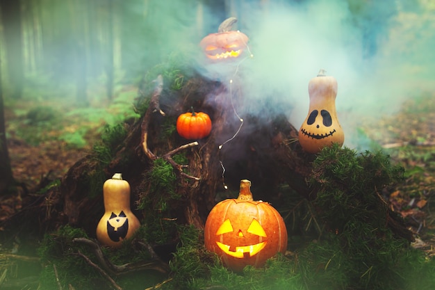 Family of pumpkins jack lantern in the autumn mystical forest. Humor. Halloween background.