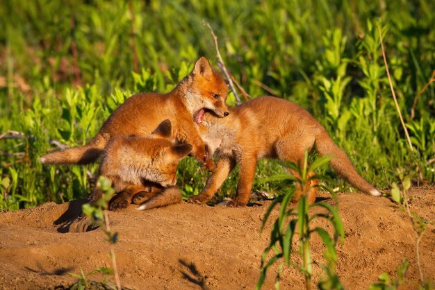 Photo family red fox playing on den in springtime nature