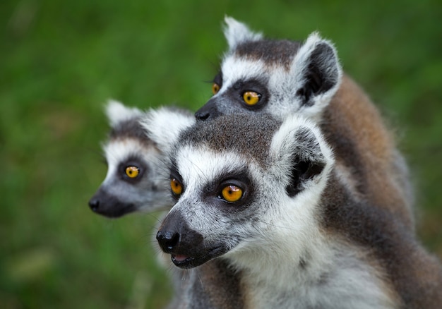 Family of  ring-tailed lemur (lemur catta).