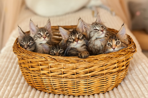 Family of six kittens in their own basket on dark surface