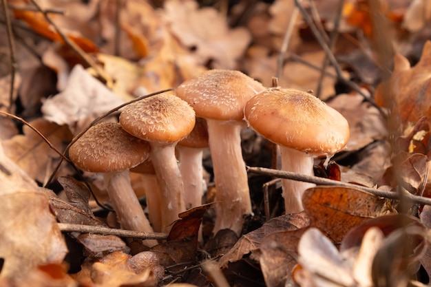 Family of small young mushrooms in autumn forest. honey mushrooms in yellow leafs close-up.