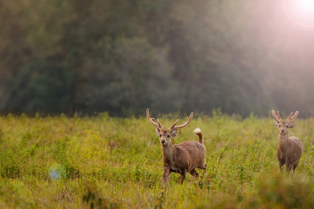 Family Sunset Deer at Thung Kramang Chaiyaphum Province, Thailand