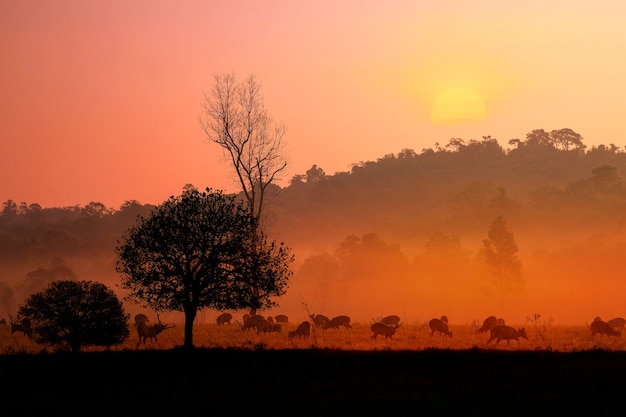 Family Sunset Deer at Thung Kramang Chaiyaphum Province, Thailand