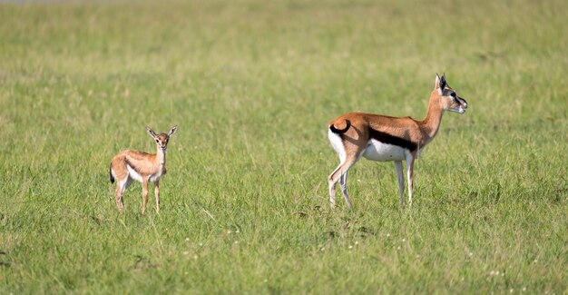 A family of Thomson gazelles in the savannah of Kenya