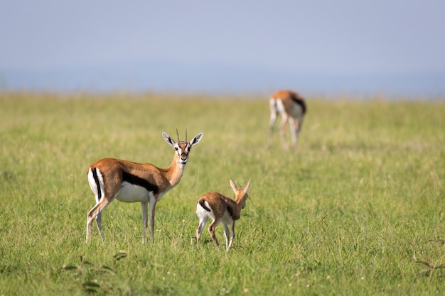 Family of Thomson gazelles in the savannah of Kenya