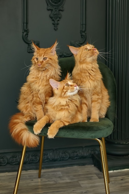 Family of three red fluffy Maine Coon cats sits on a green velvet chair