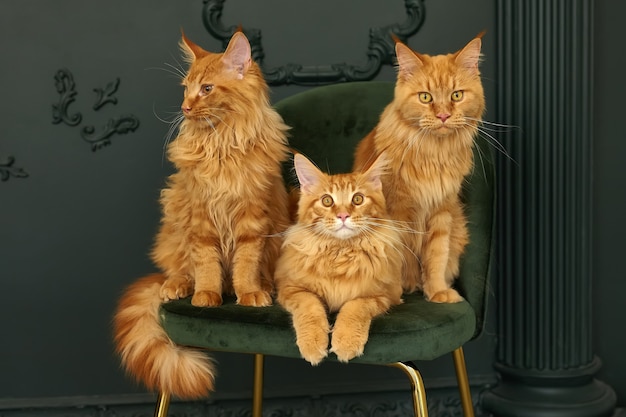 Family of three red fluffy Maine Coon cats sits on a green velvet chair