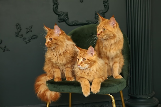 Family of three red fluffy Maine Coon cats sits on a green velvet chair