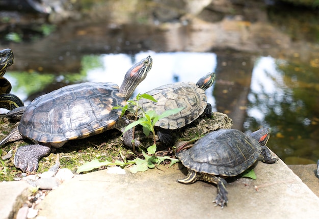 Family of three turtles rest on the rocks near the lake. Animals. Fauna